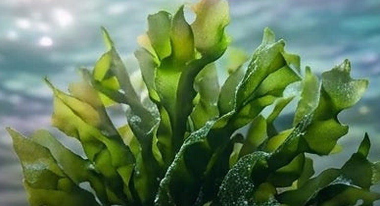 Extrait d'Algue Wakame